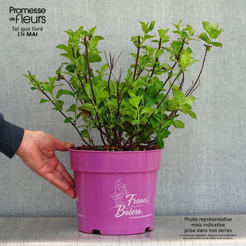 Example of Hortensia - Hydrangea French Bolero Pot de 6L/7L as you get in printemps