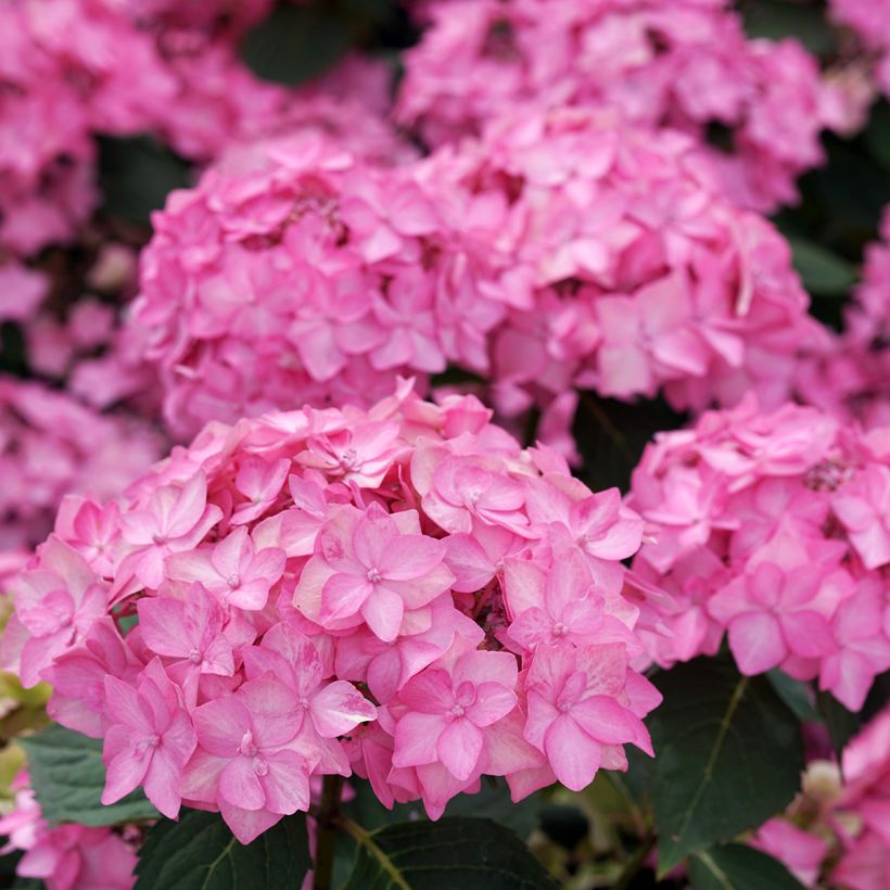 Hydrangea Frozen Smoothie - Hortensia serrata (Flowering)
