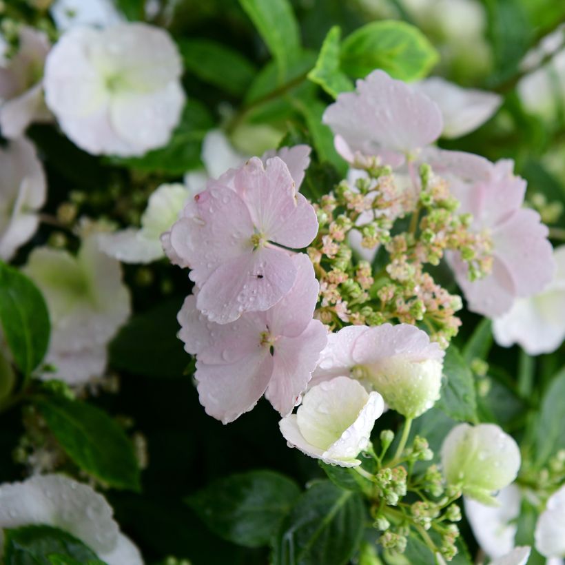 Hortensia - Hydrangea Runaway Bride (Flowering)