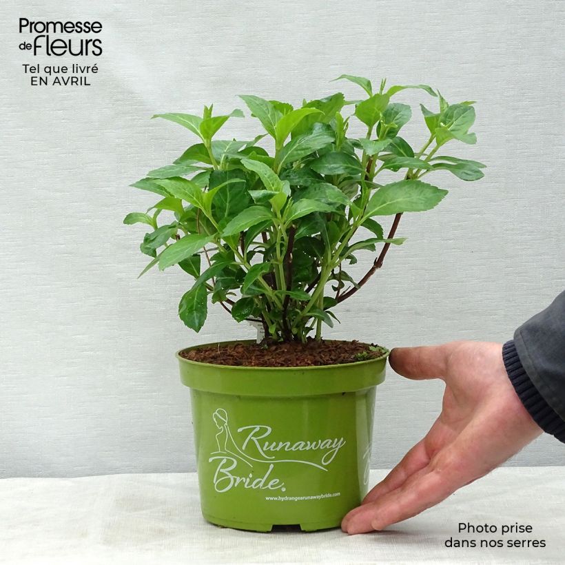 Example of Hortensia - Hydrangea Runaway Bride Pot de 1,5L/2L as you get in printemps