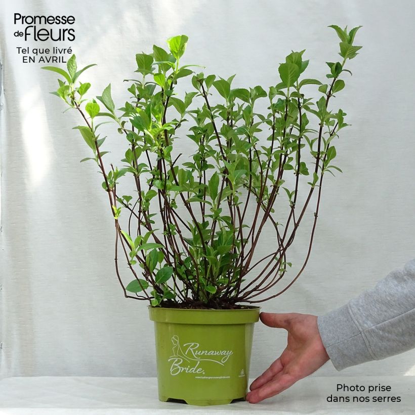 Example of Hortensia - Hydrangea Runaway Bride Pot de 3L/4L as you get in printemps