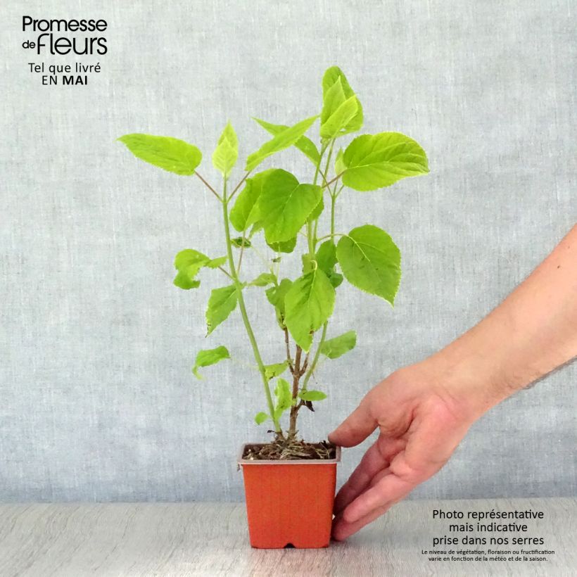 Example of Hortensia arborescens Annabelle Godet de 8/9 cm as you get in printemps