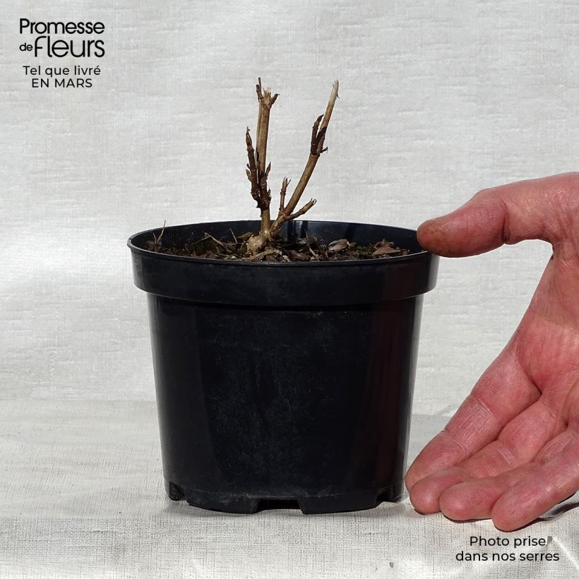 Example of Hortensia arborescens Annabelle Pot de 12 cm / 13 cm as you get in printemps