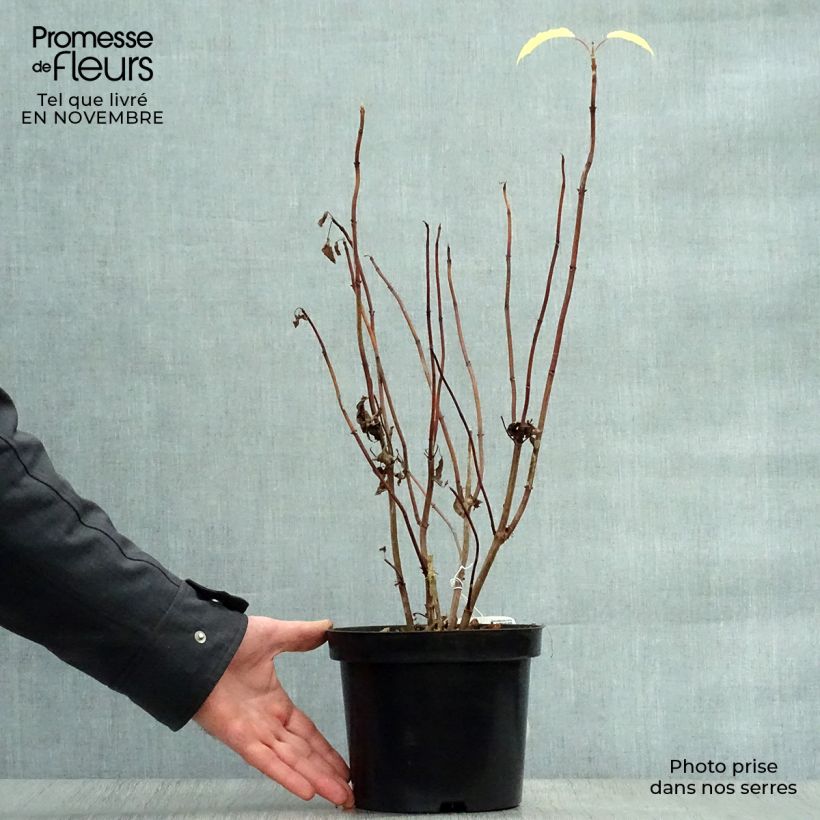 Spécimen de Hortensia arborescens Annabelle Pot de 3L/4L tel que livré en automne