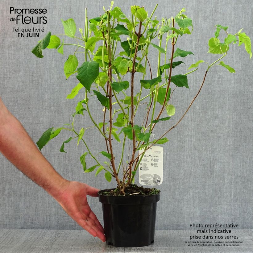 Spécimen de Hortensia arborescens Annabelle Pot de 3L/4L tel que livré en été