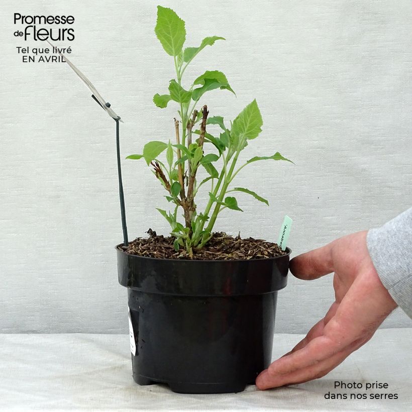 Example of Hortensia arborescens Annabelle Pot de 3L/4L as you get in printemps