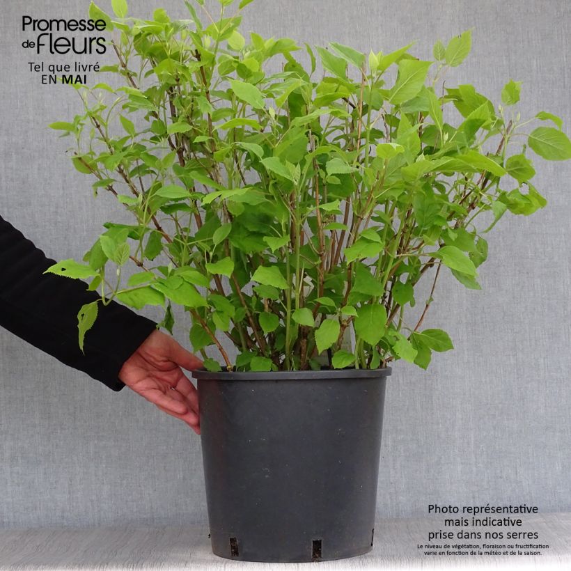 Example of Hortensia arborescens Annabelle Pot de 6L/7L as you get in printemps