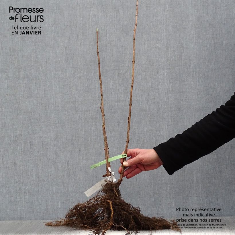 Example of Hortensia arborescens Annabelle Racines nues as you get in hiver