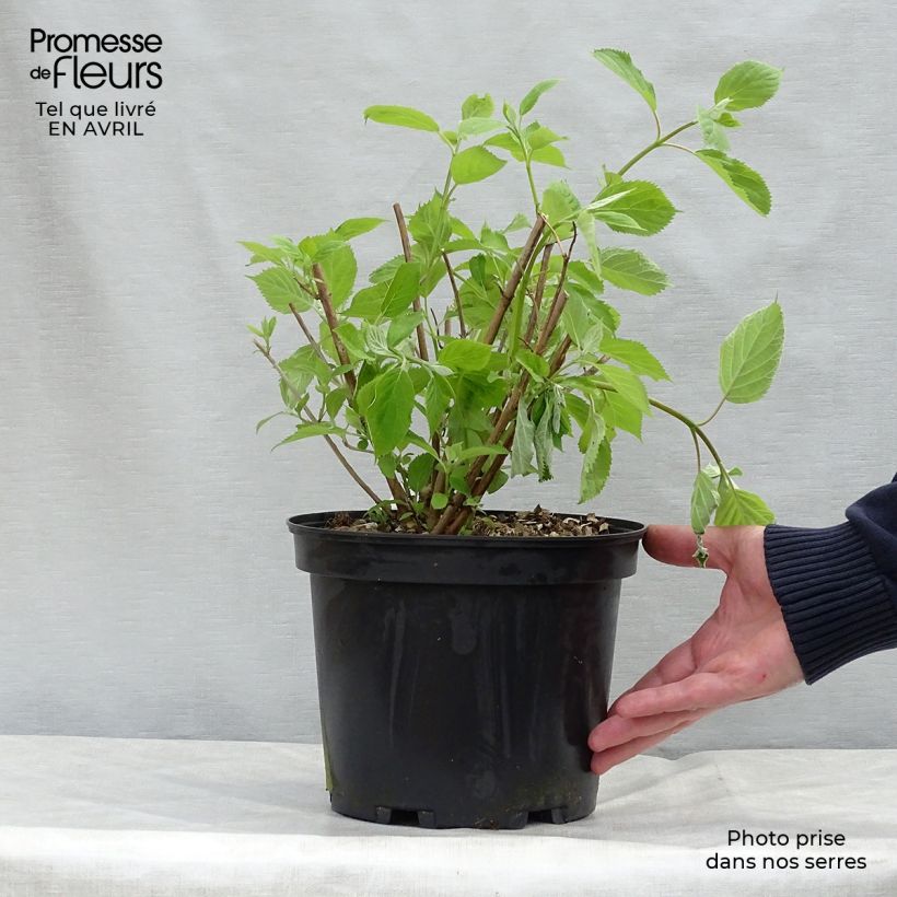 Example of Hortensia arborescens Candybelle® Bubblegum Pot de 3L/4L as you get in printemps