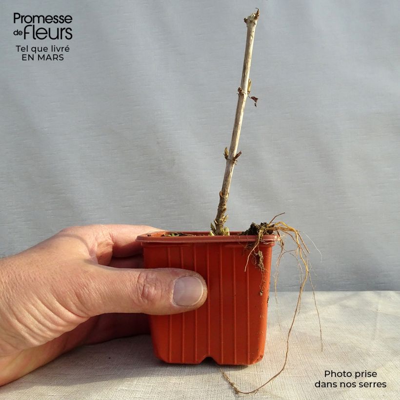 Example of Hortensia arborescens Golden Annabelle Godet de 8/9 cm as you get in printemps