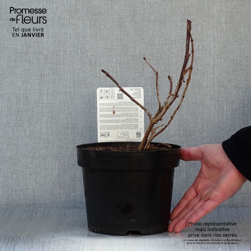 Example of Hortensia arborescens Golden Annabelle Pot de 3L/4L as you get in hiver