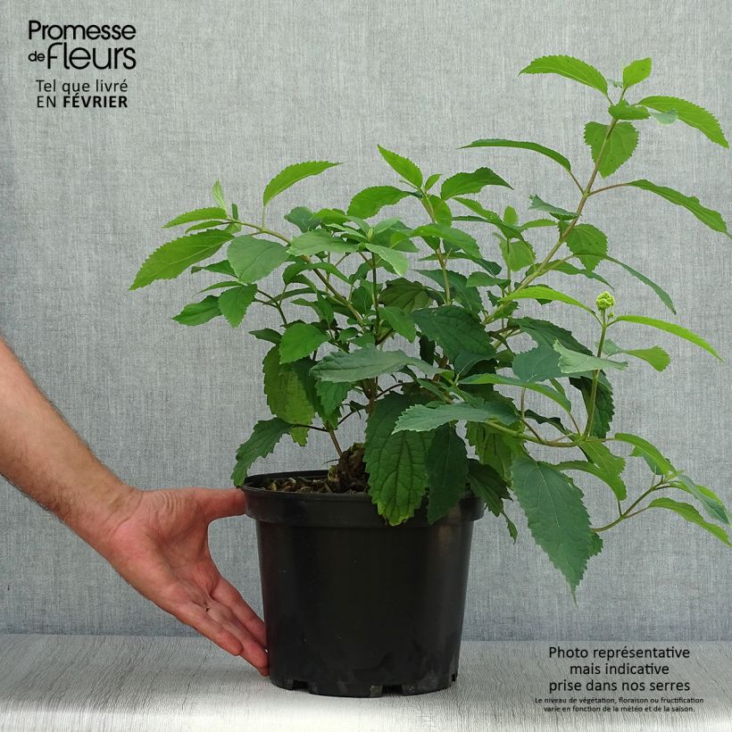 Spécimen de Hortensia arborescens Hayes Starbust Pot de 3L/4L tel que livré en automne