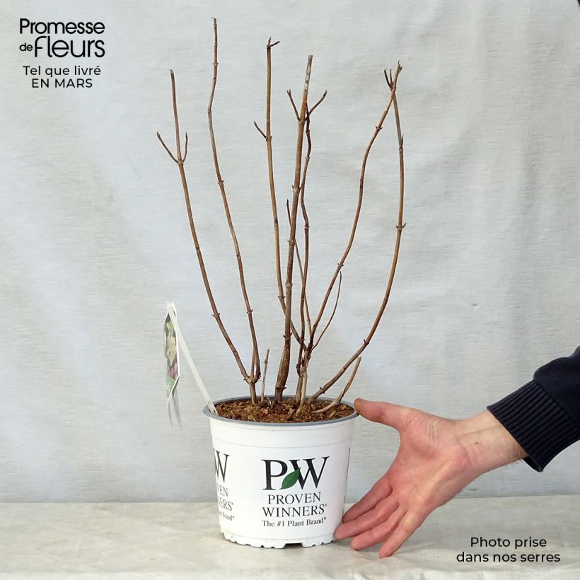 Example of Hortensia arborescens Lime Rickey Pot de 2L/3L as you get in printemps