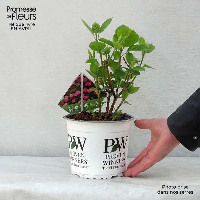 Example of Hortensia arborescens Pink Annabelle ou Invincibelle Pot de 2L/3L as you get in printemps