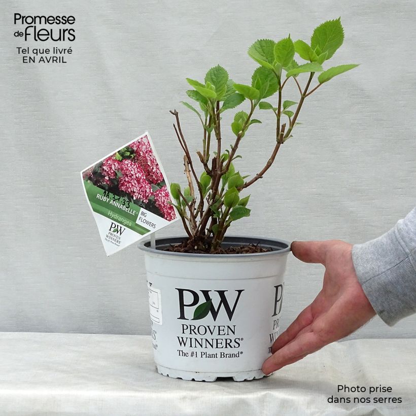 Example of Hortensia arborescens Ruby Annabelle Pot de 2L/3L, Buisson, 2/3 branches as you get in printemps