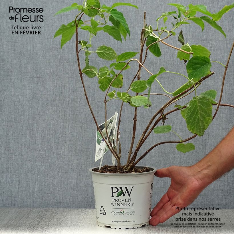 Spécimen de Hortensia arborescens Strong Annabelle ( Incrediball ) Pot de 2L/3L, Buisson, 3 /5 branches tel que livré en automne