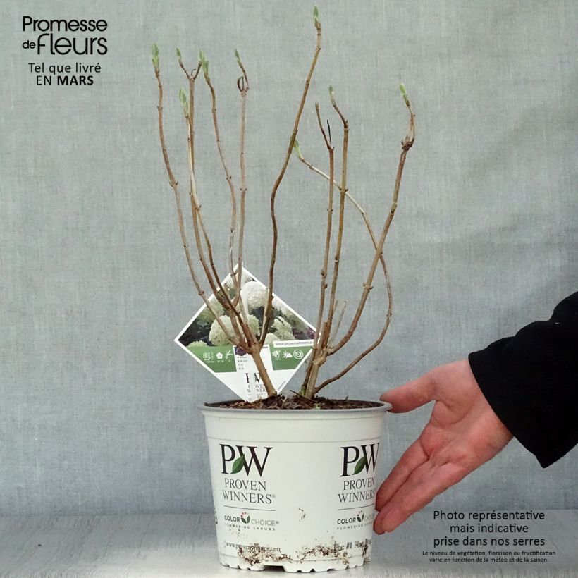Example of Hortensia arborescens Strong Annabelle ( Incrediball ) Pot de 2L/3L, Buisson, 3 /5 branches as you get in printemps