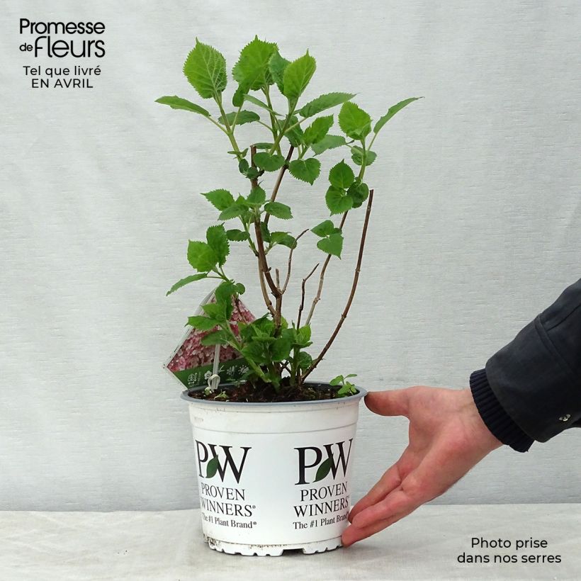 Example of Hortensia arborescens Sweet Annabelle Pot de 2L/3L, Buisson, 3 /5 branches as you get in printemps