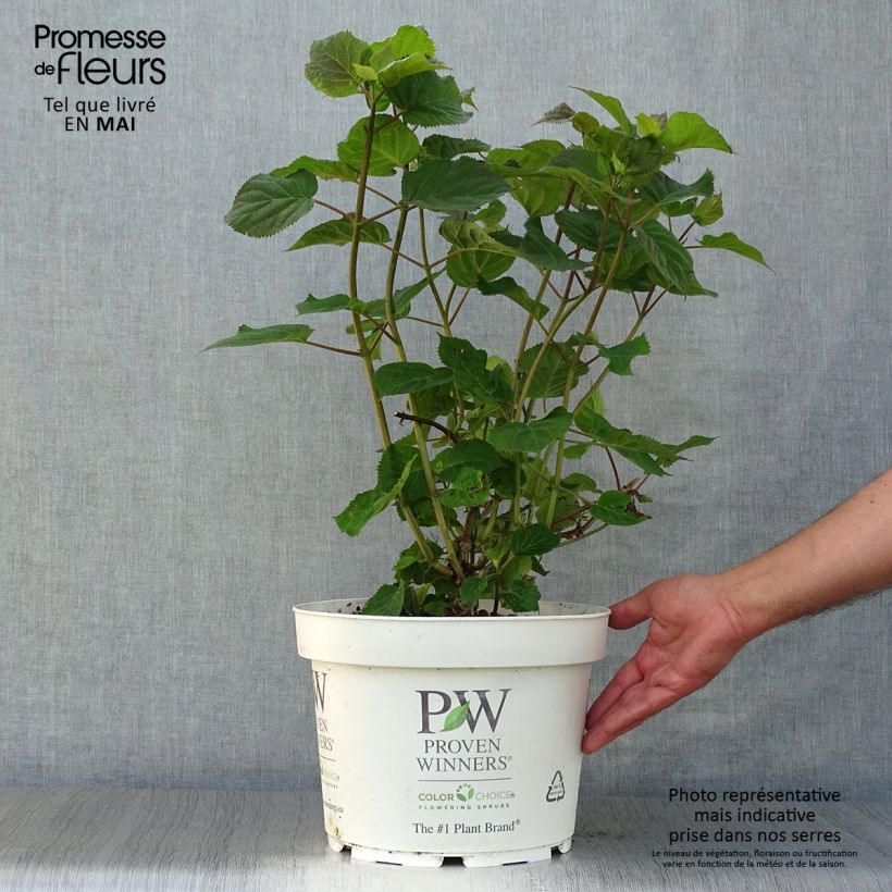 Example of Hortensia arborescens Sweet Annabelle Pot de 7,5L/10L as you get in printemps