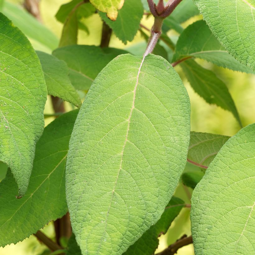 Hortensia - Hydrangea aspera Goldrush (Foliage)