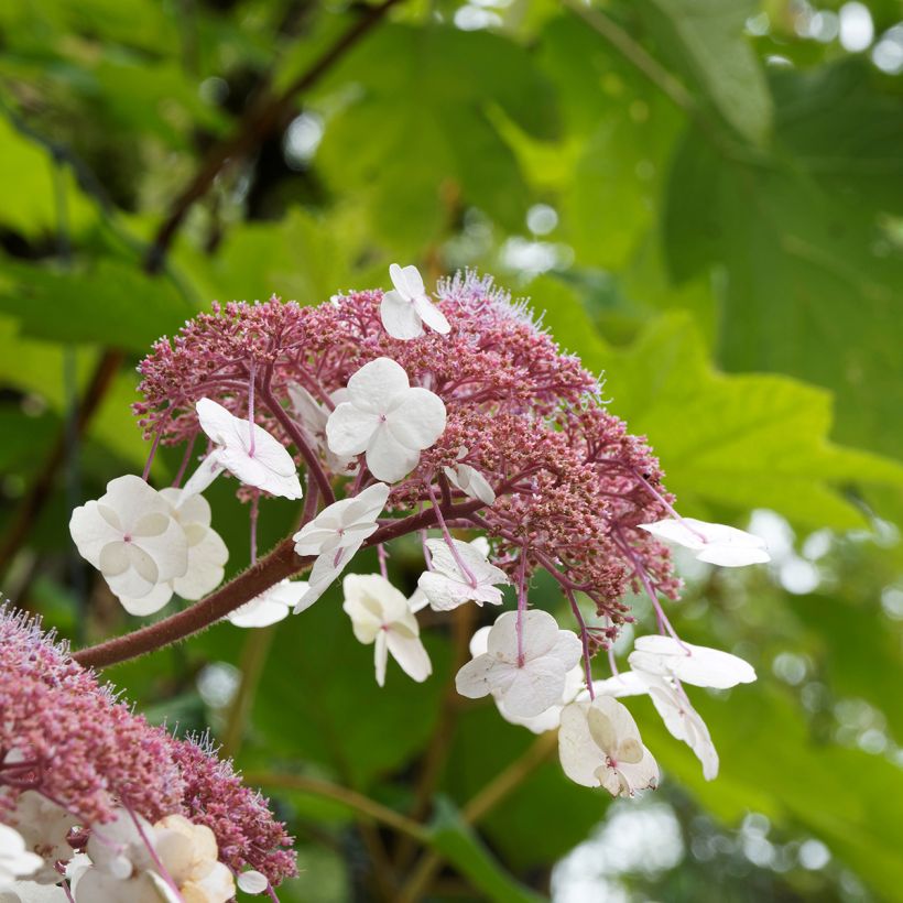 Hortensia - Hydrangea aspera Goldrush (Flowering)