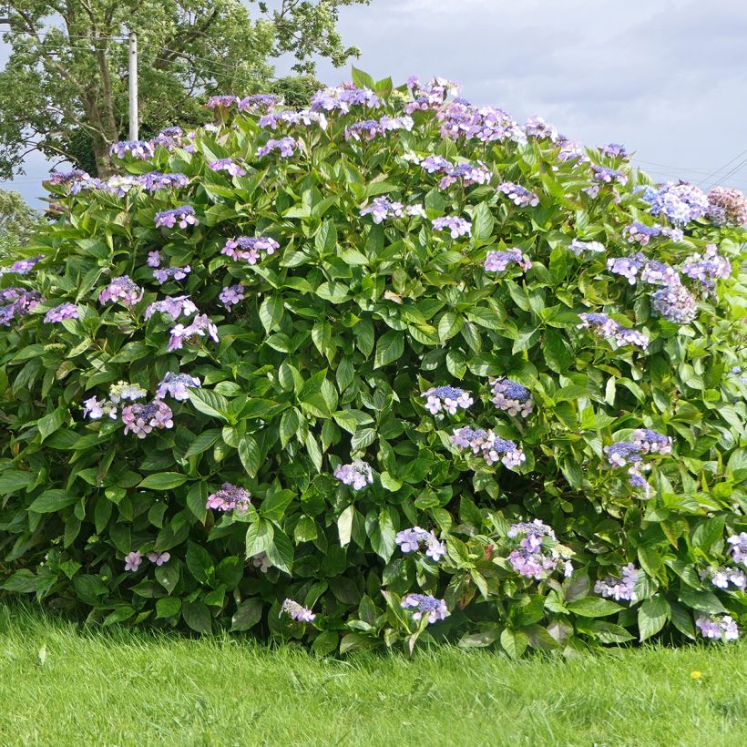 Hortensia - Hydrangea aspera Macrophylla  (Plant habit)