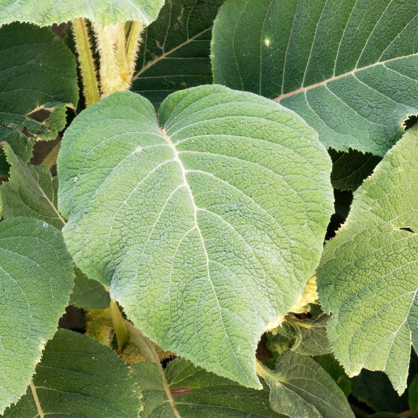 Hortensia - Hydrangea aspera Sargentiana (Foliage)