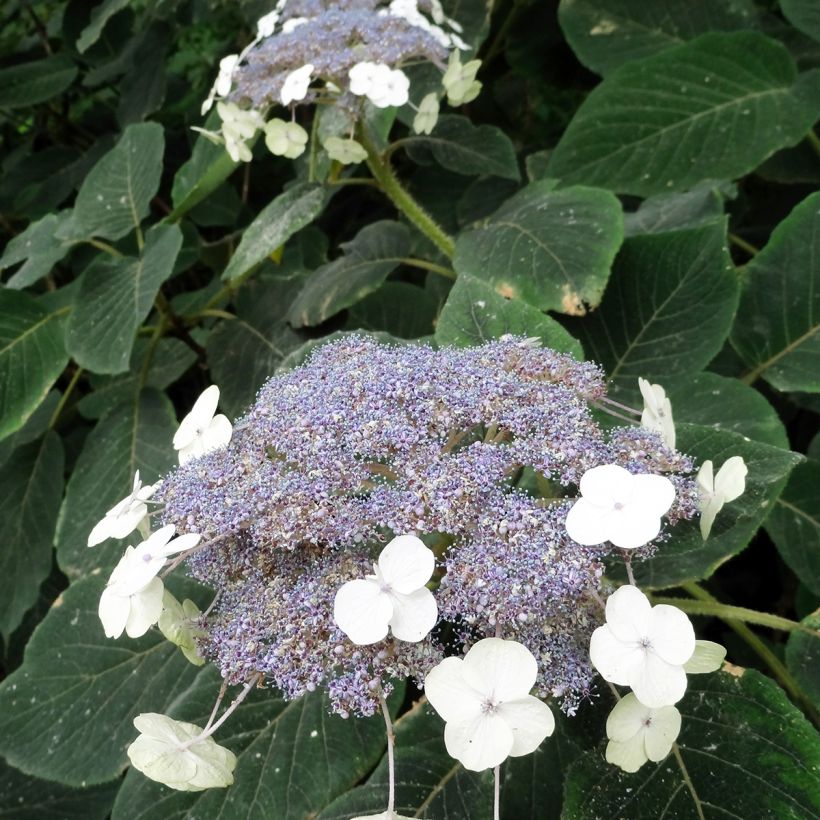 Hortensia - Hydrangea aspera villosa (Flowering)