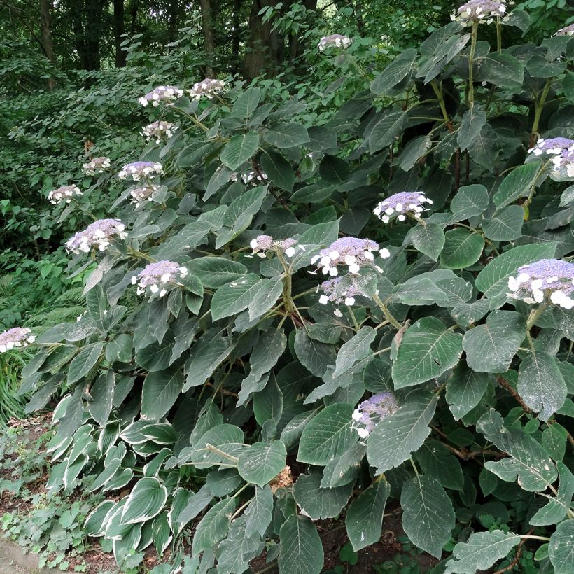 Hortensia - Hydrangea aspera villosa (Plant habit)