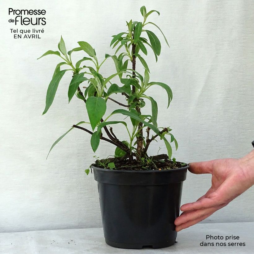 Example of Hortensia - Hydrangea aspera villosa Pot de 3L/4L as you get in printemps