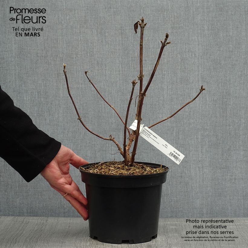 Example of Hortensia - Hydrangea aspera villosa Velvet & Lace Pot de 4L/5L as you get in printemps