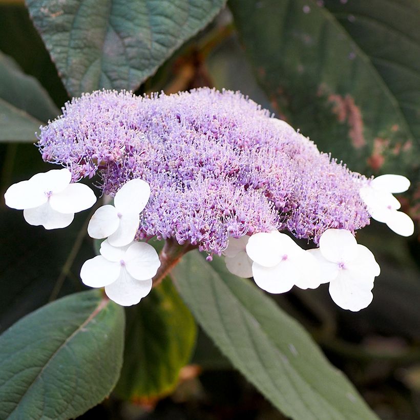 Hortensia - Hydrangea aspera villosa Velvet & Lace (Flowering)