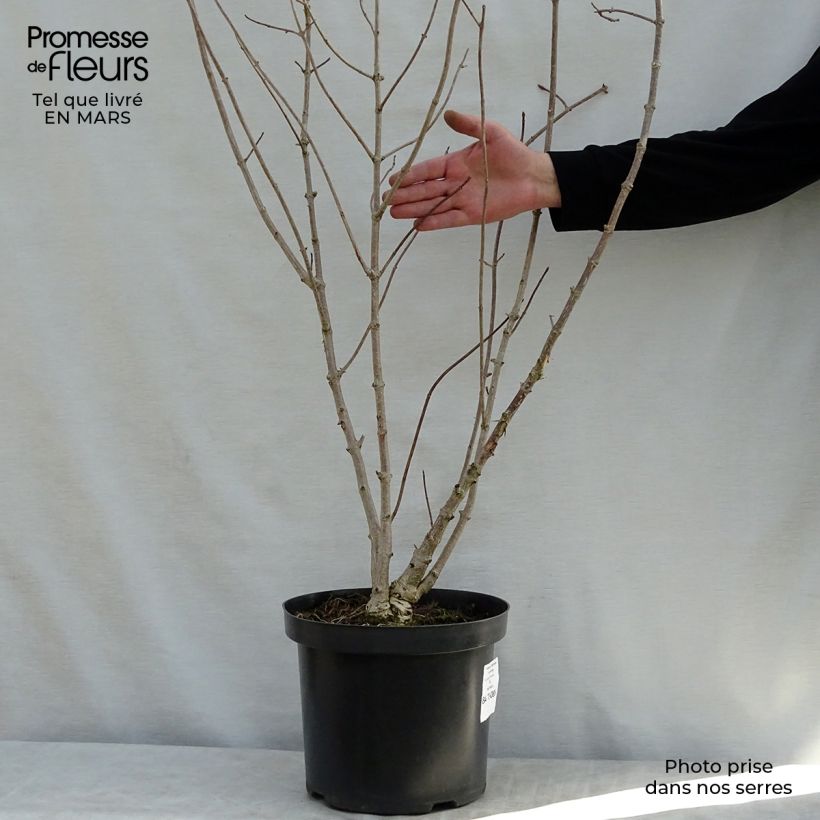 Example of Hortensia - Hydrangea heteromalla Pot de 7,5L/10L as you get in printemps