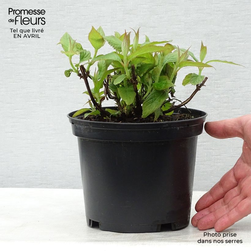 Example of Hortensia - Hydrangea involucrata Pot de 2L/3L as you get in printemps