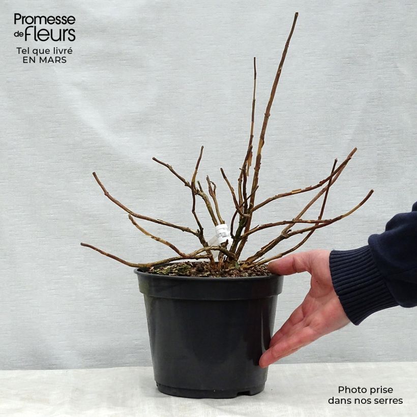 Example of Hortensia - Hydrangea involucrata Late Love Pot de 3L/4L as you get in printemps