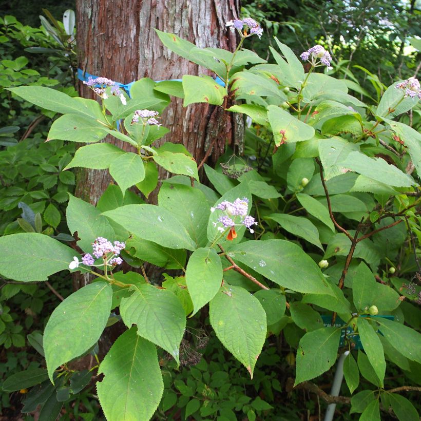 Hortensia - Hydrangea involucrata (Plant habit)