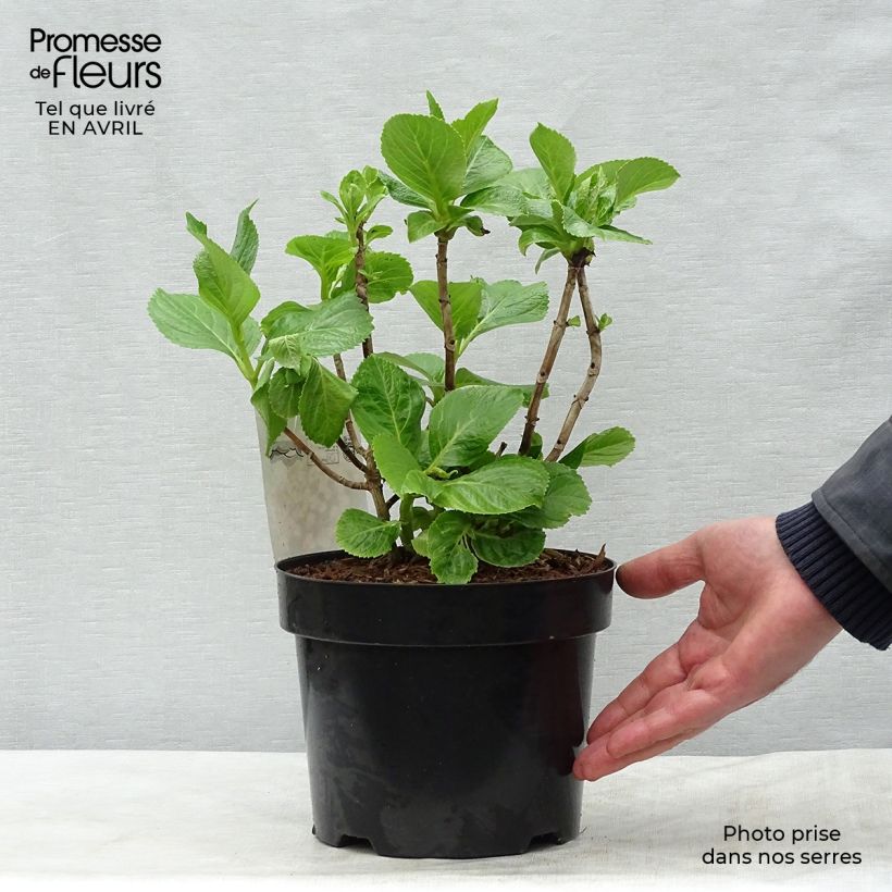 Example of Hortensia macrophylla Ayesha Pot de 2L/3L, Buisson, 5/6 branches as you get in printemps