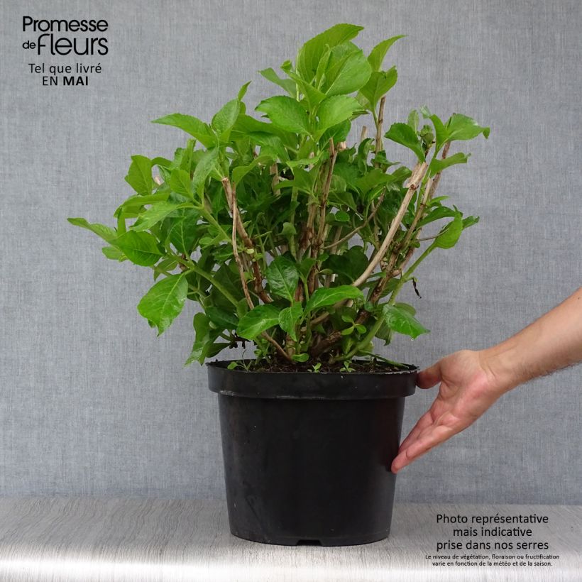 Example of Hortensia macrophylla Ayesha Pot de 7,5L/10L as you get in printemps