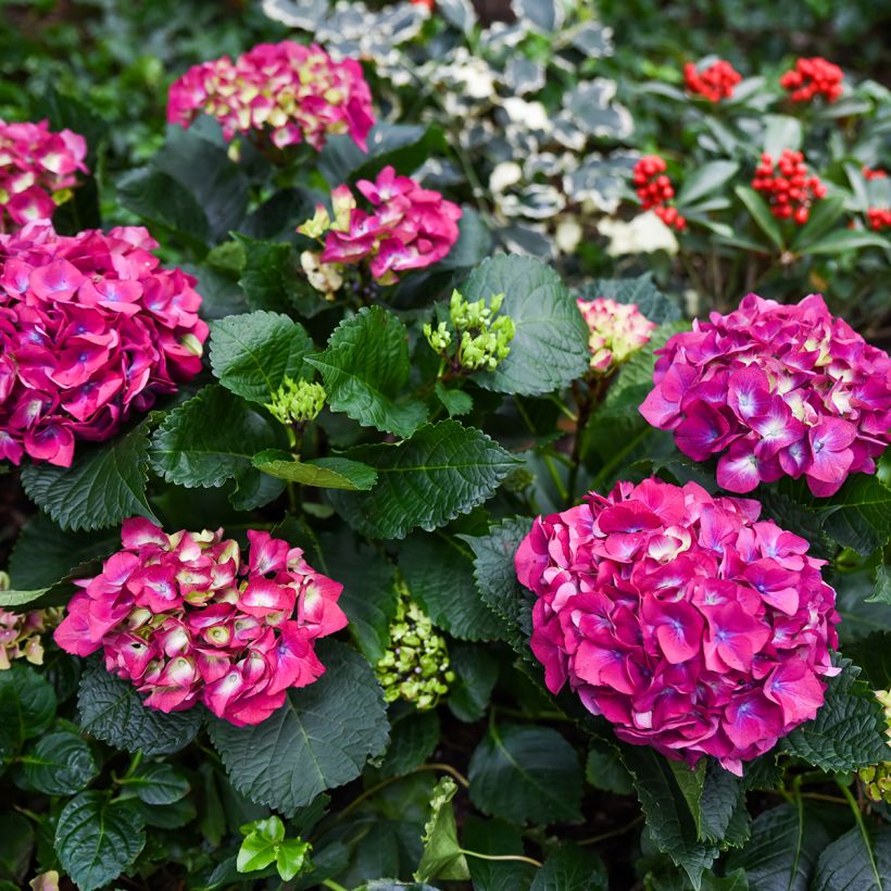 Hortensia - Hydrangea macrophylla Baron Rouge  (Port)