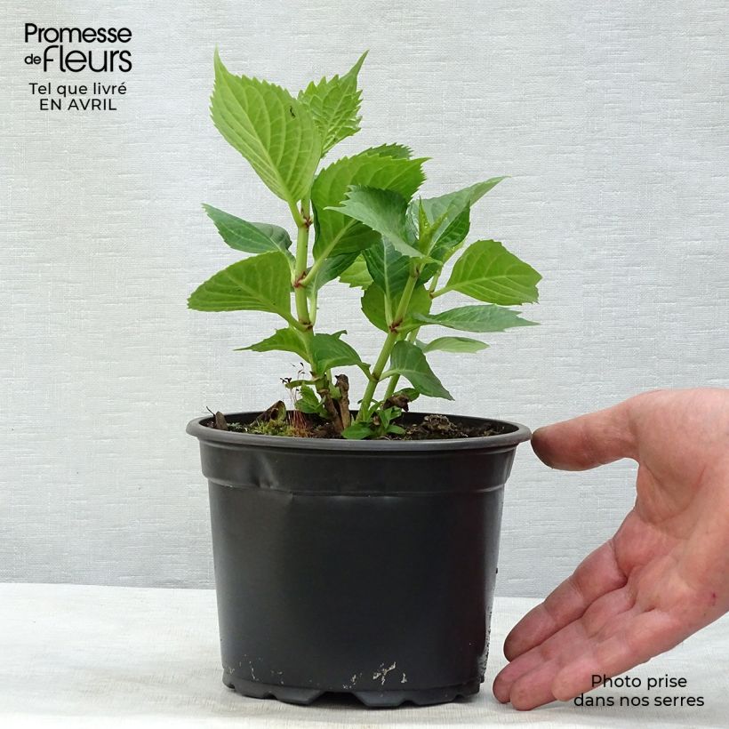 Spécimen de Hortensia - Hydrangea macrophylla Baron Rouge  Pot de 2L/3L tel que livré au printemps