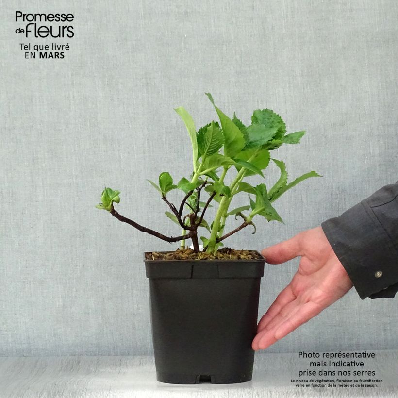 Spécimen de Hortensia - Hydrangea macrophylla Beauté Vendômoise Pot de 2L/3L tel que livré au printemps