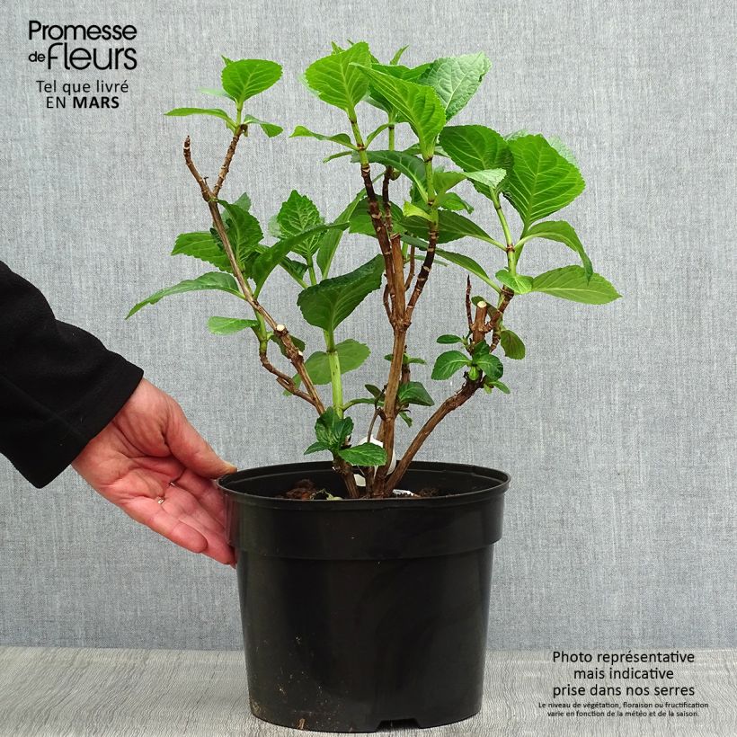 Example of Hortensia - Hydrangea macrophylla Beautensia Dali  Pot de 4L/5L as you get in printemps