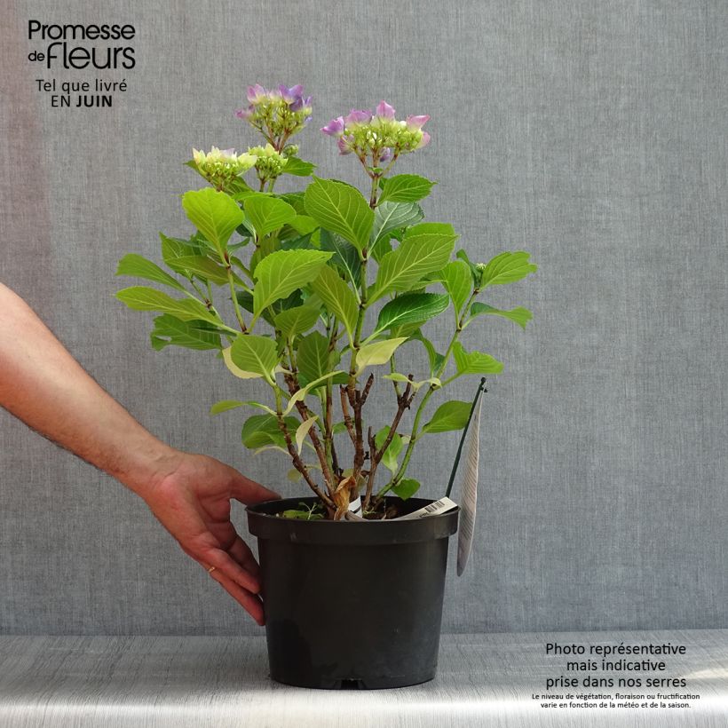 Spécimen de Hortensia - Hydrangea macrophylla Beautensia Spike Pot de 4L/5L tel que livré au printemps