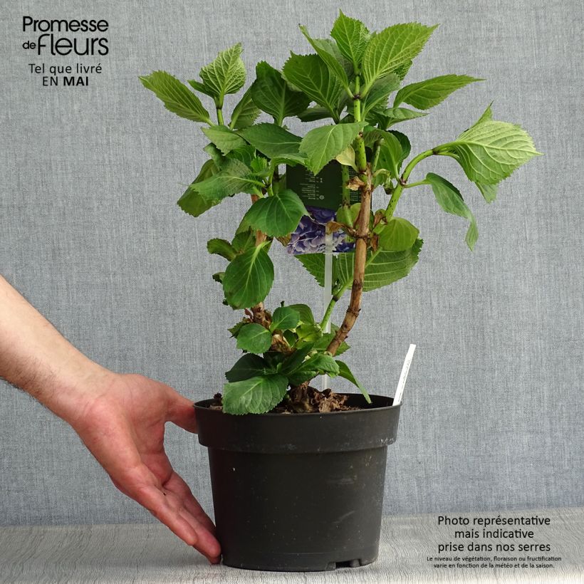 Example of Hortensia - Hydrangea macrophylla Bela Pot de 2L/3L as you get in printemps