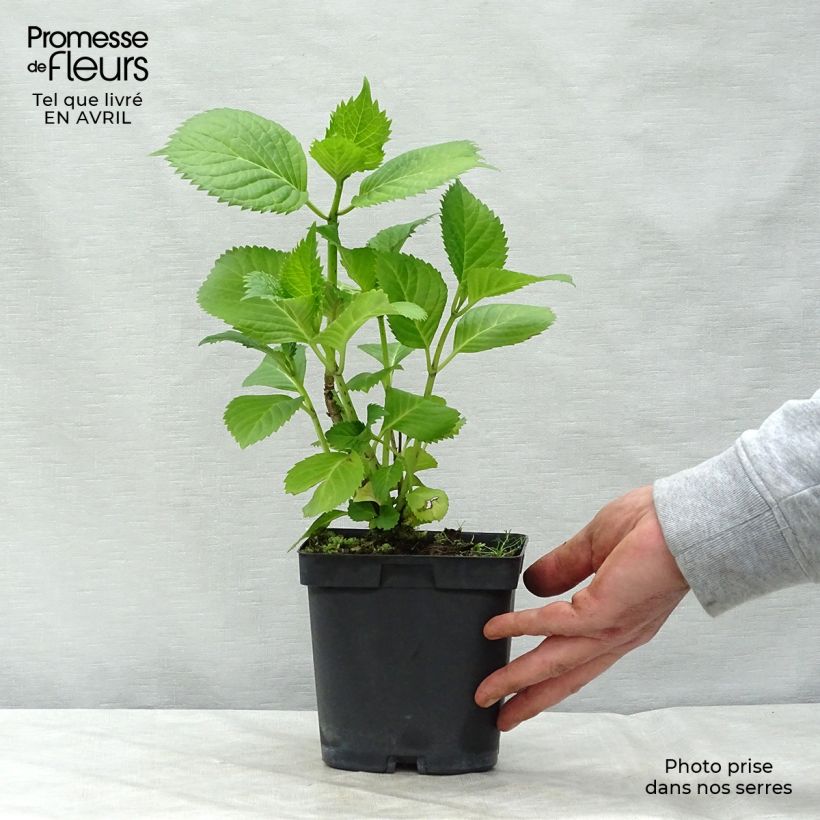 Example of Hortensia - Hydrangea macrophylla Benelux (bleu) Pot de 2L/3L, Buisson, 5/6 branches as you get in printemps