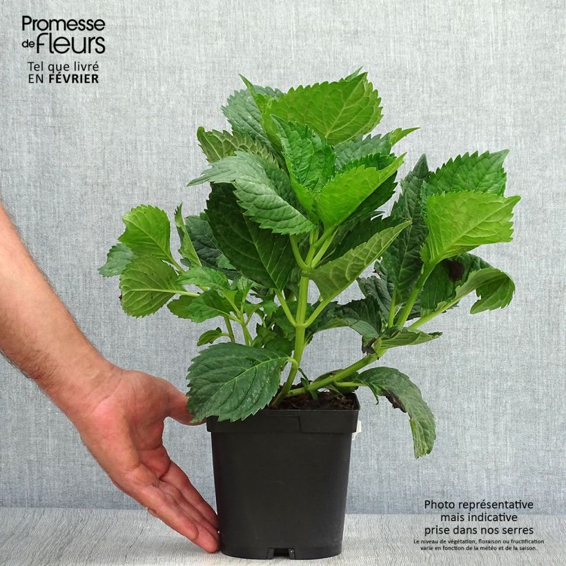 Spécimen de Hortensia - Hydrangea macrophylla Benelux (bleu) Pot de 2L/3L, Buisson, 5/6 branches tel que livré en automne
