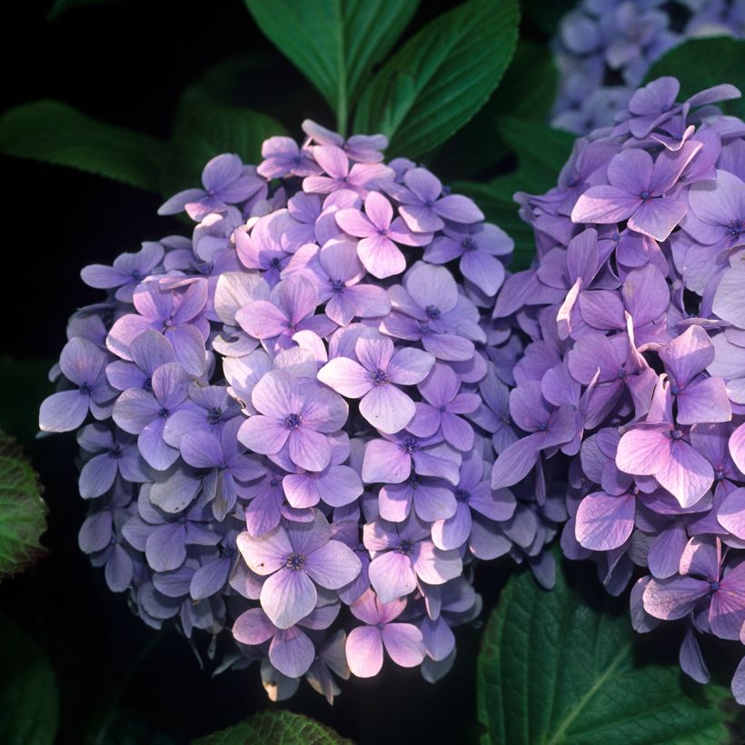 Hortensia - Hydrangea macrophylla Benelux (bleu) (Flowering)