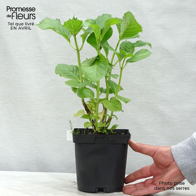 Example of Hortensia - Hydrangea macrophylla Benelux (rose) Pot de 2L/3L, Buisson, 5/6 branches as you get in printemps