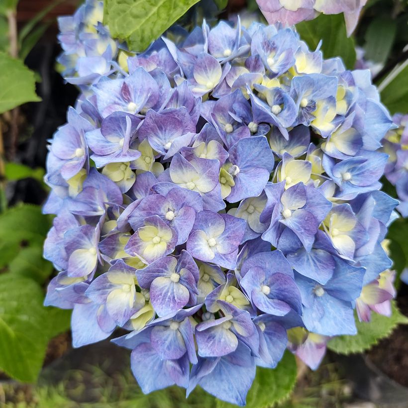 Hortensia - Hydrangea macrophylla Black Steel Purple (Floraison)