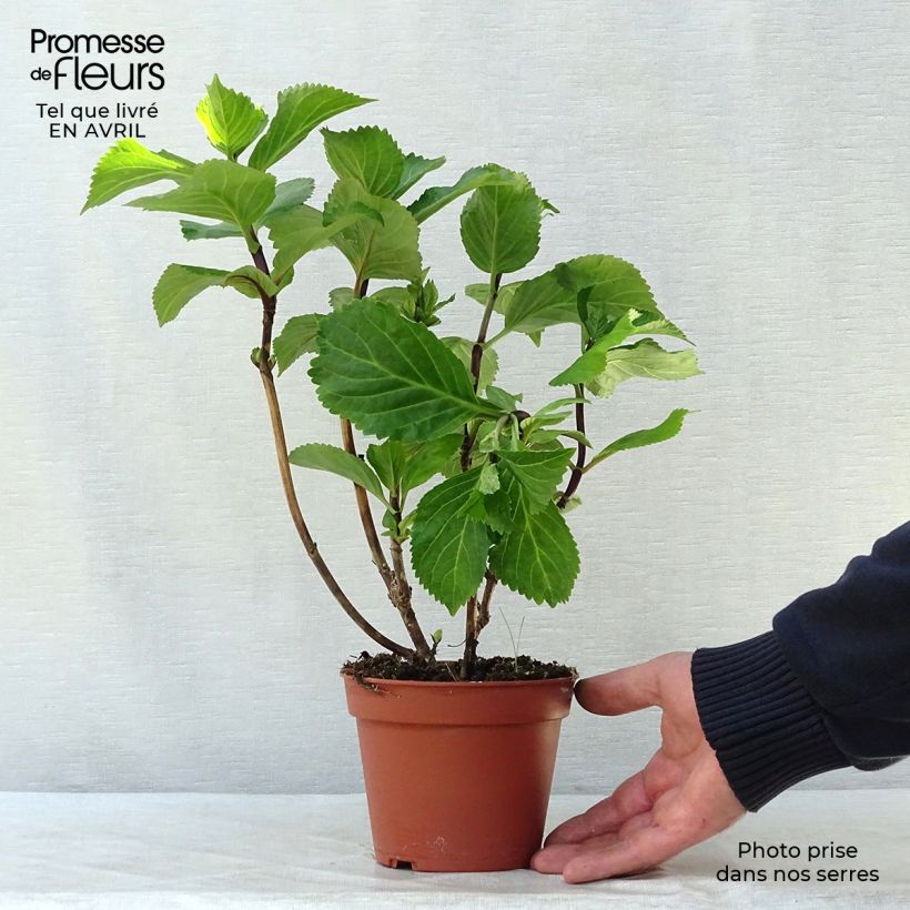 Example of Hortensia - Hydrangea macrophylla Black Steel Zebra Pot de 2L/3L as you get in printemps